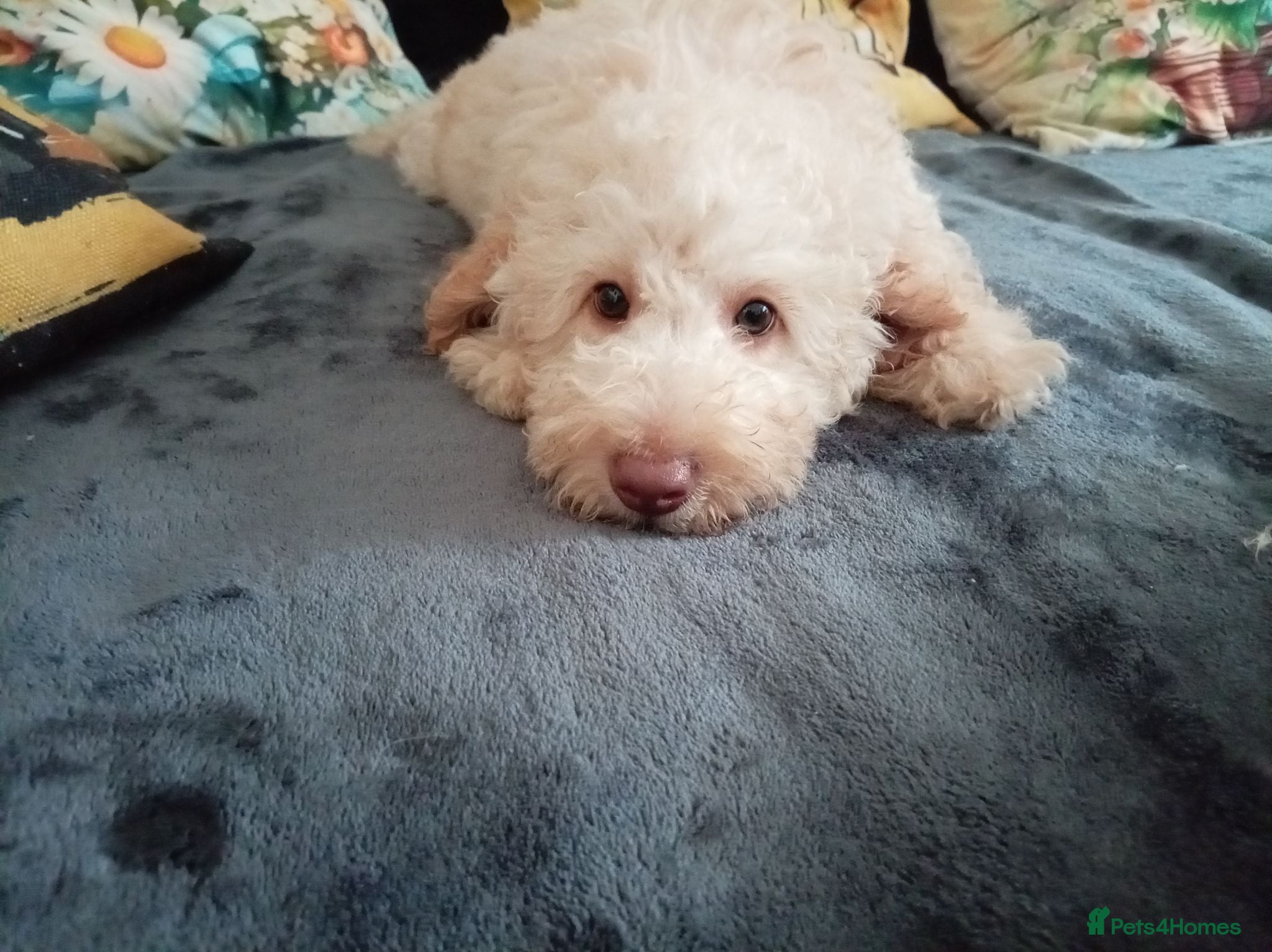 Miniature Poodle dogs Lovely mini poodles ready to go now only 3 boy  - Advert 2