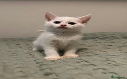 Maine Coon cats for sale: MAINE COON CROSS KITTENS - 1 POLYDACTYL  - Image 3