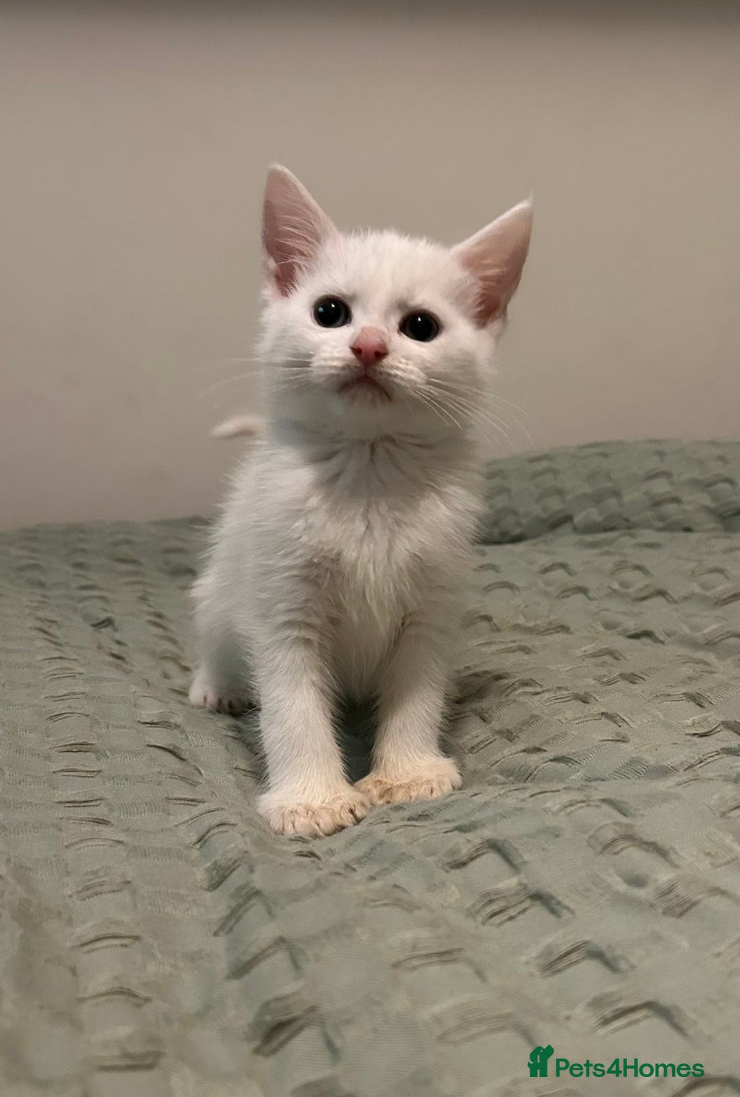 Maine Coon cats for sale: MAINE COON CROSS KITTENS - 1 POLYDACTYL  - Image 3