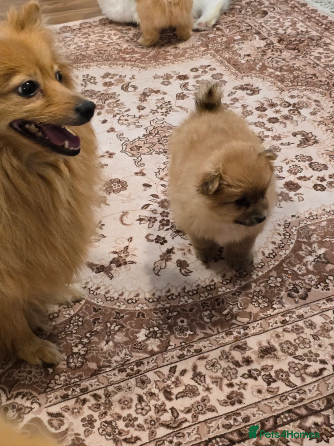 Pomeranian dogs for sale: Sold, sold 2 sweet little girl puppies - Advert 3