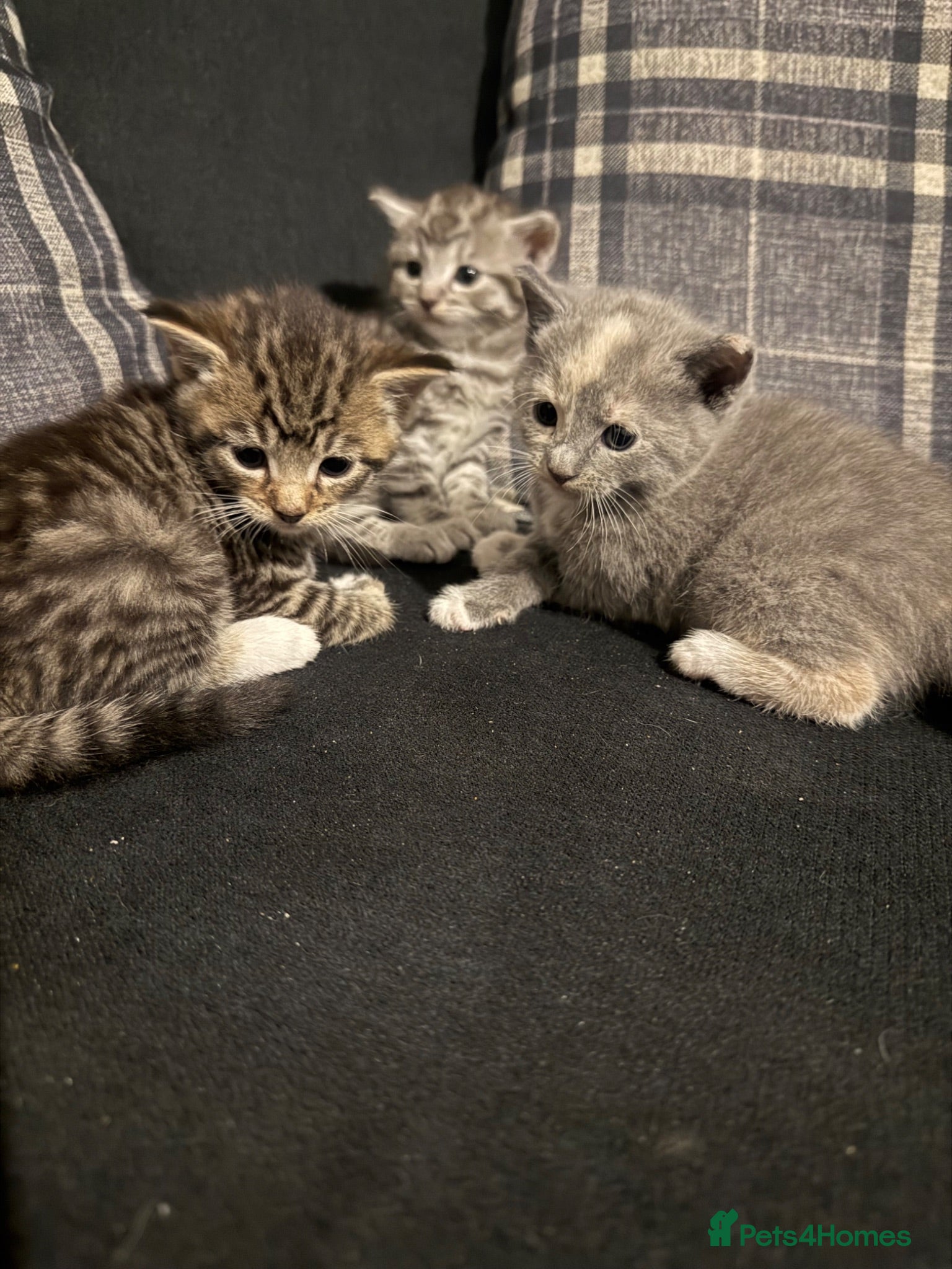 Russian Blue cats Adorable Kittens Looking for Their Forever Homes - Advert 3