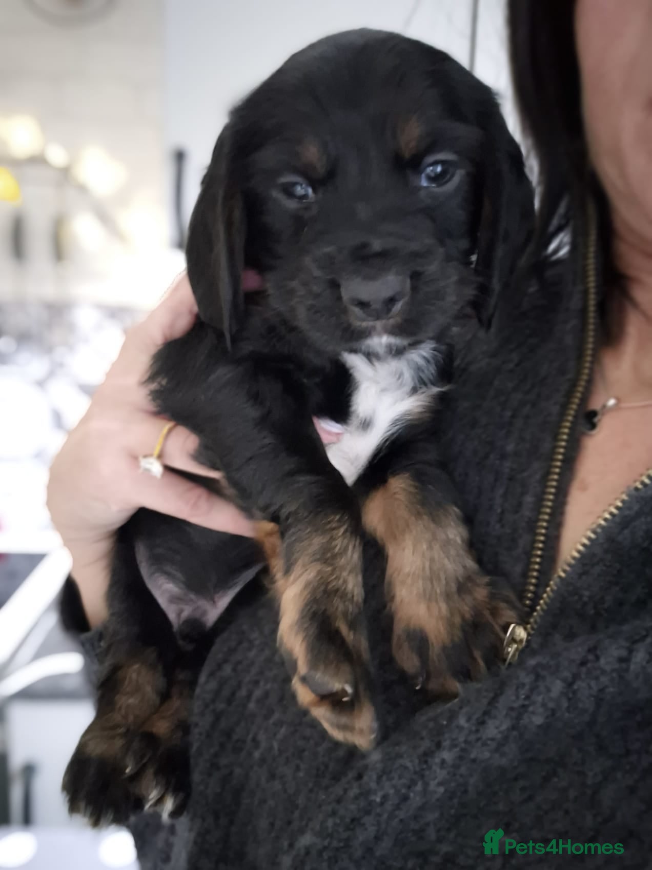 Sprocker dogs Meet your Sprocker puppy. 29/03/26 can go.  - Advert 5