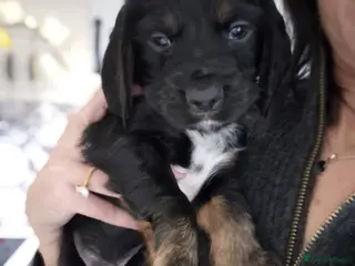 Sprocker dogs Meet your Sprocker puppy. 29/03/26 can go. - Advert 5