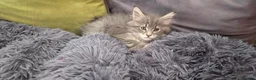 Maine Coon cats for sale: Maine coon kitten  - Advert 23