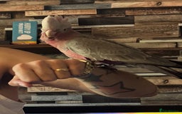 Cockatoo birds for sale: Hand reared Male galah parrot  - Image 2