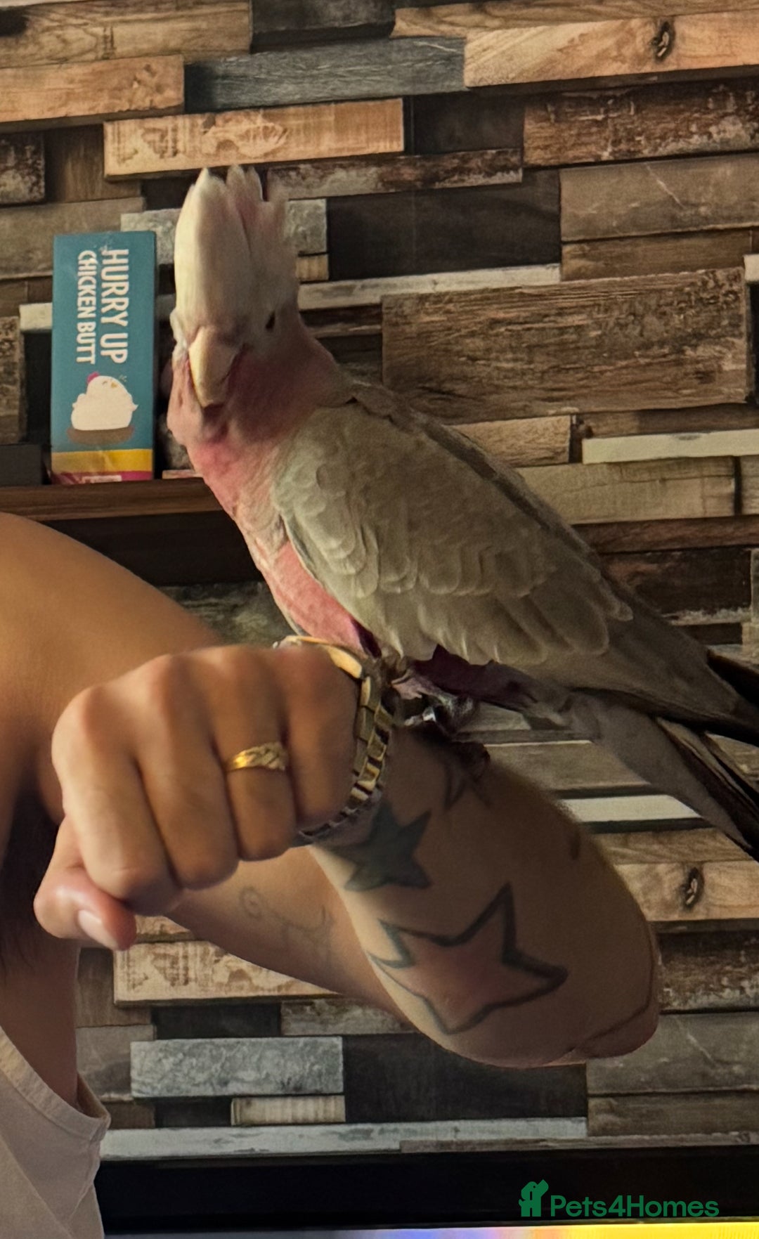 Cockatoo birds for sale: Hand reared Male galah parrot  - Image 2