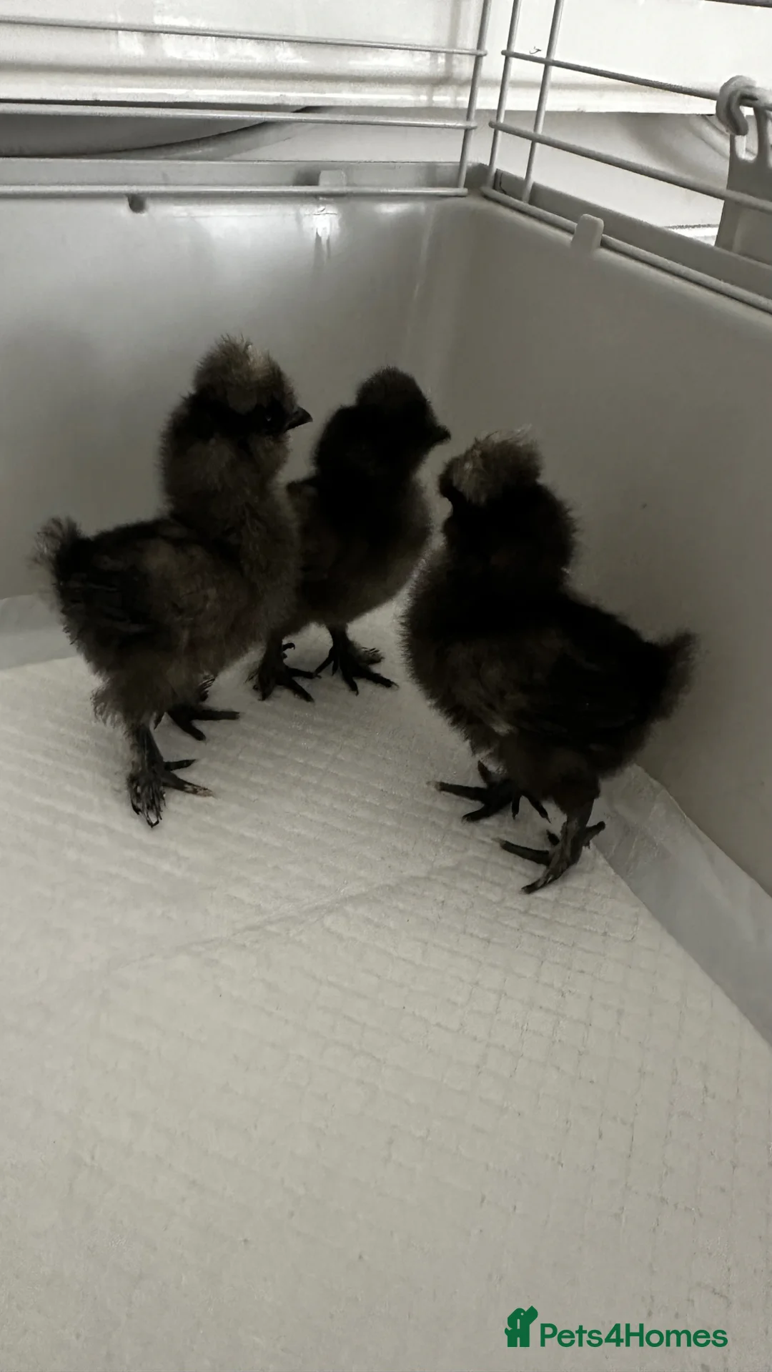 Chickens poultry for sale: Black Silkie Chickens  in Milton Keynes - Advert 2