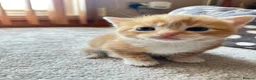 Mixed Breed cats for sale: Cute cats for sell in Maldon - Advert 10