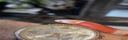 Milk Snake reptiles for sale: Milk snake with enclosure  - Advert 3