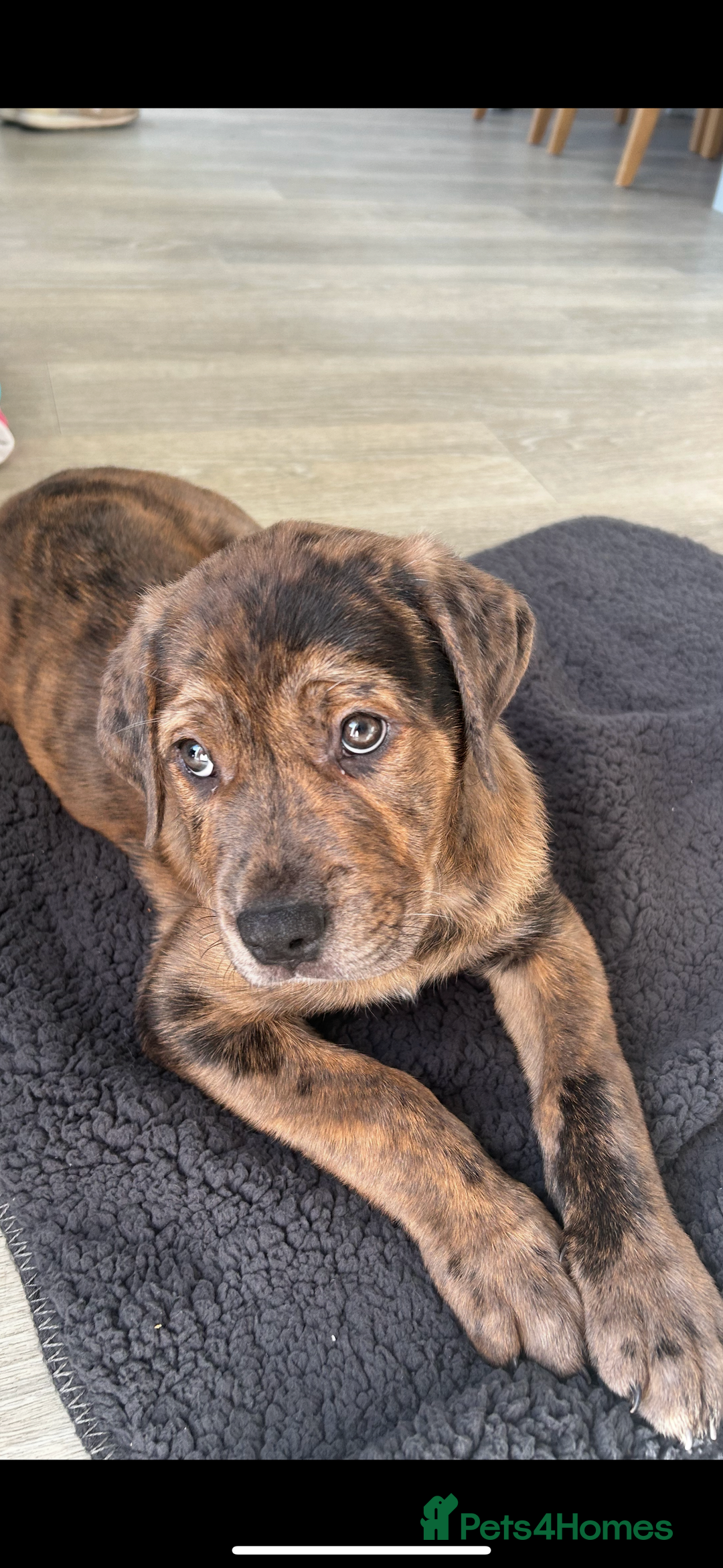 Mixed Breed dogs for sale: Beautiful Cane Corso X Rottweiler Puppy - Advert 1