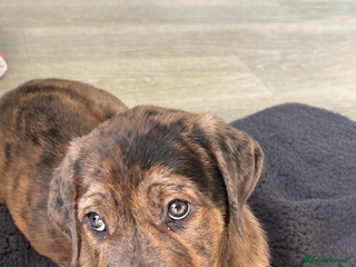 Mixed Breed dogs Beautiful Cane Corso X Rottweiler Puppy - Advert 3