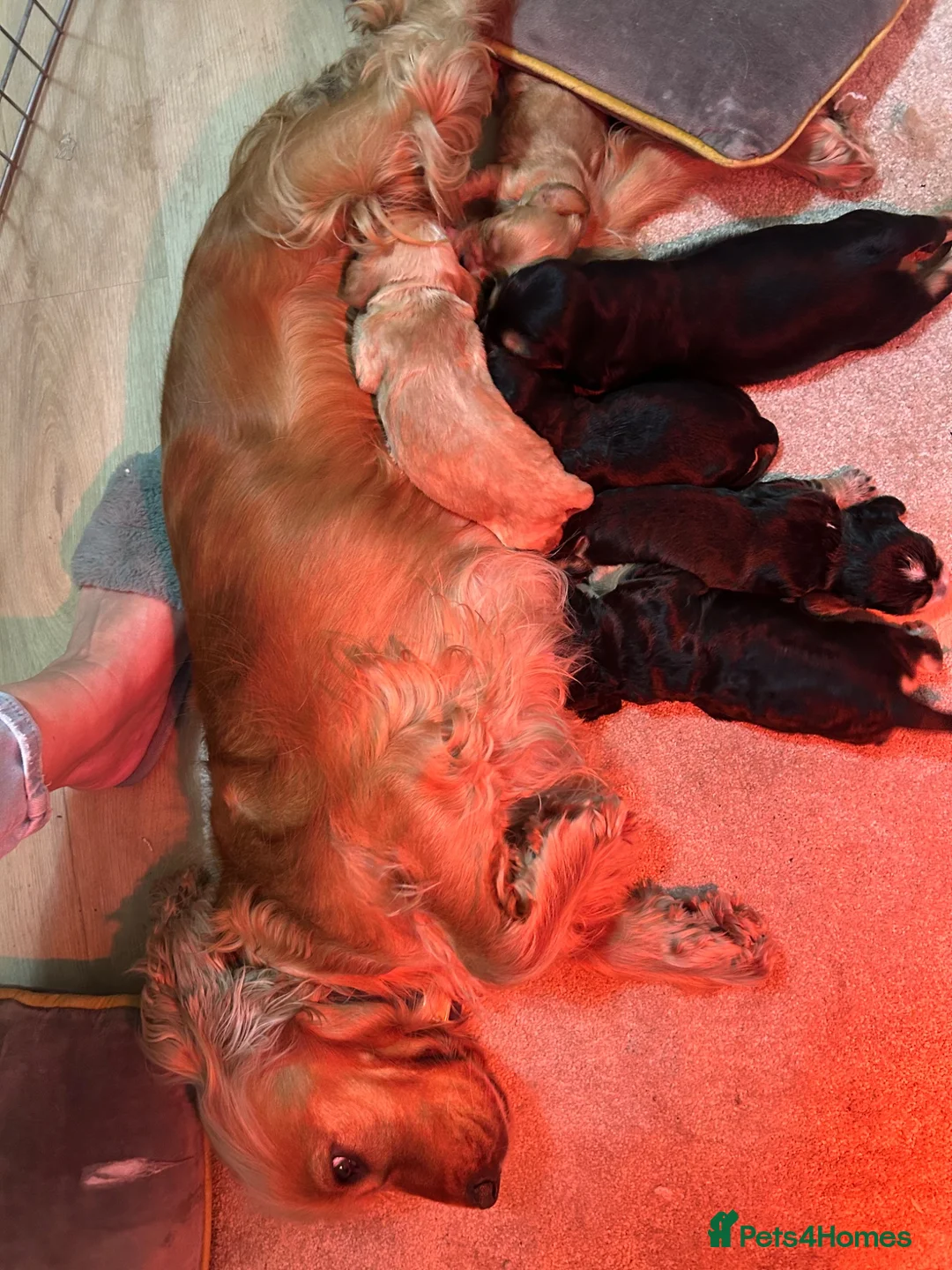 Cocker Spaniel dogs for sale: Beautiful Show cocker spaniel puppies  - Advert 20