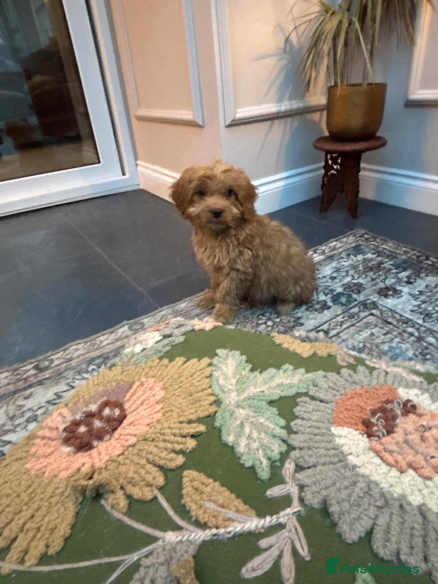 Cockapoo dogs Cockapoo  - Advert 1