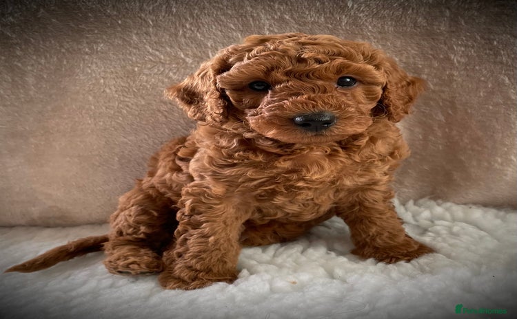 Miniature Poodle dogs - Advert 2
