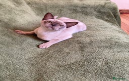 Burmese cats for sale: Chocolate Burmese pedigree female  - Image 5