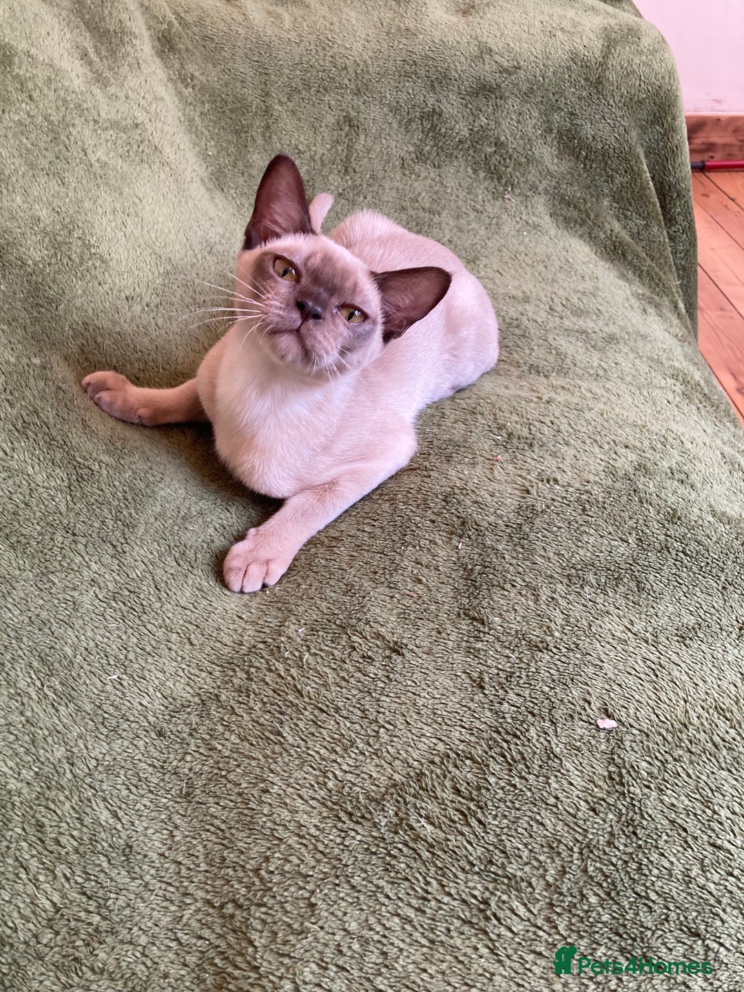 Burmese cats for sale: Chocolate Burmese pedigree female  - Image 5