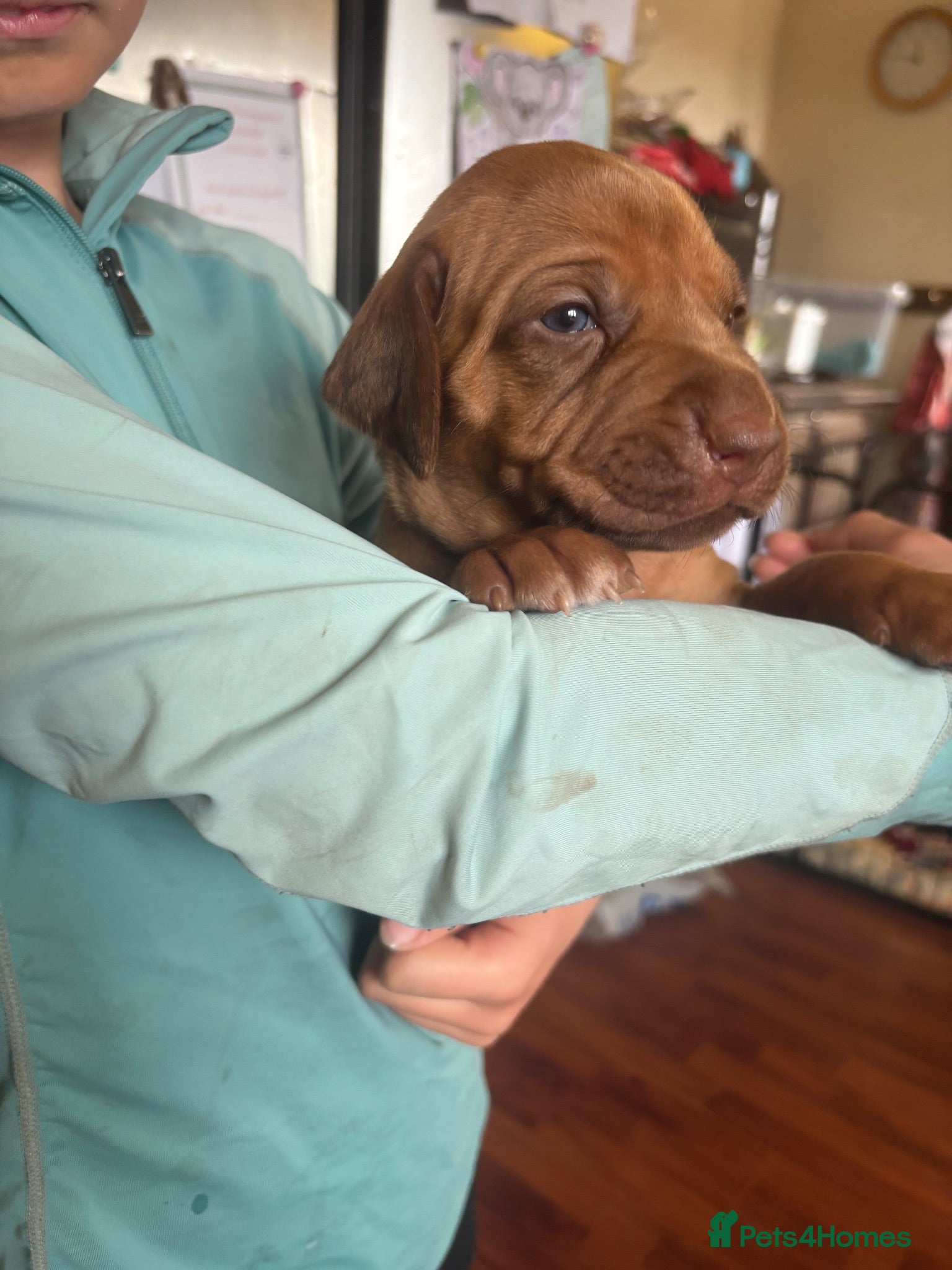 Rhodesian Ridgeback dogs Exceptionally Health Tested KC Ridgeback Puppies - Advert 2