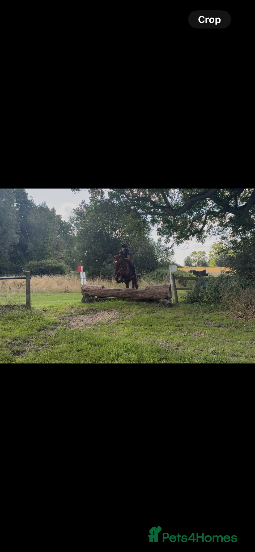 English Thoroughbred horses for sale: Five winds bunny b  - Image 2
