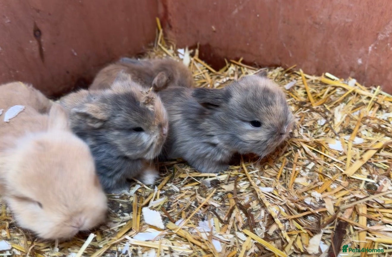 Mini Lop rabbits Beautiful mini lop bunnies - Advert 7