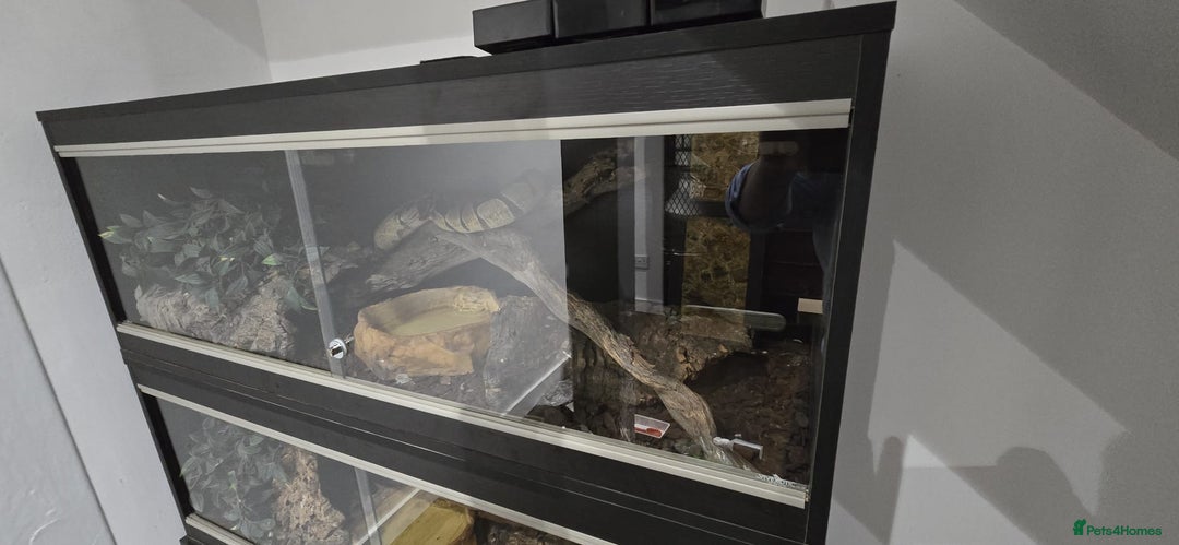 Python Snake reptiles for sale: 2 x royal ball pythons with complete set up - Image 3