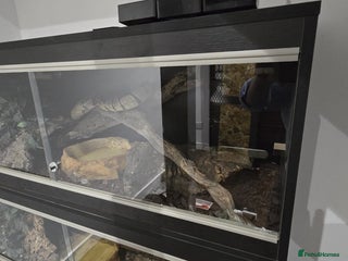 Python Snake reptiles - Advert 23