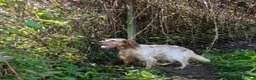 English Setter dogs for adoption: Selma in Brampton - Advert 7