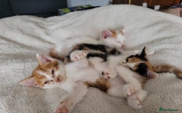 American Shorthair cats for sale: Lovely little kittens, lots of different colours! - Image 1