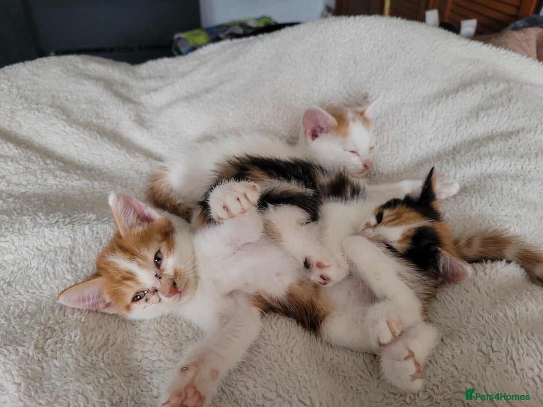 American Shorthair cats for sale: Lovely little kittens, lots of different colours! - Image 1