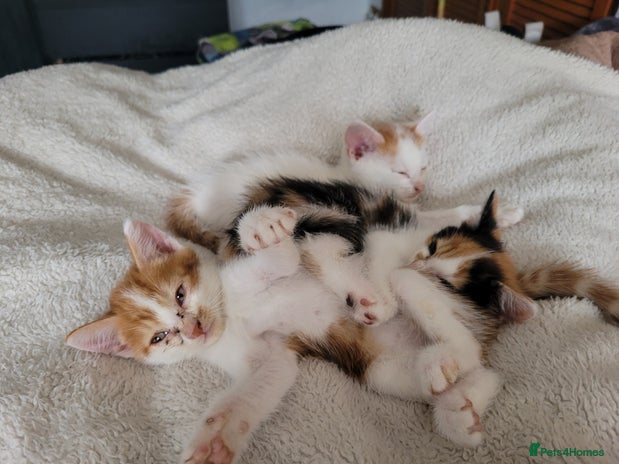 American Shorthair cats - Advert 3