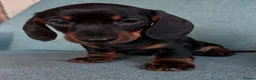Dachshund dogs for sale: Beautiful Dachshund miniature  - Advert 6