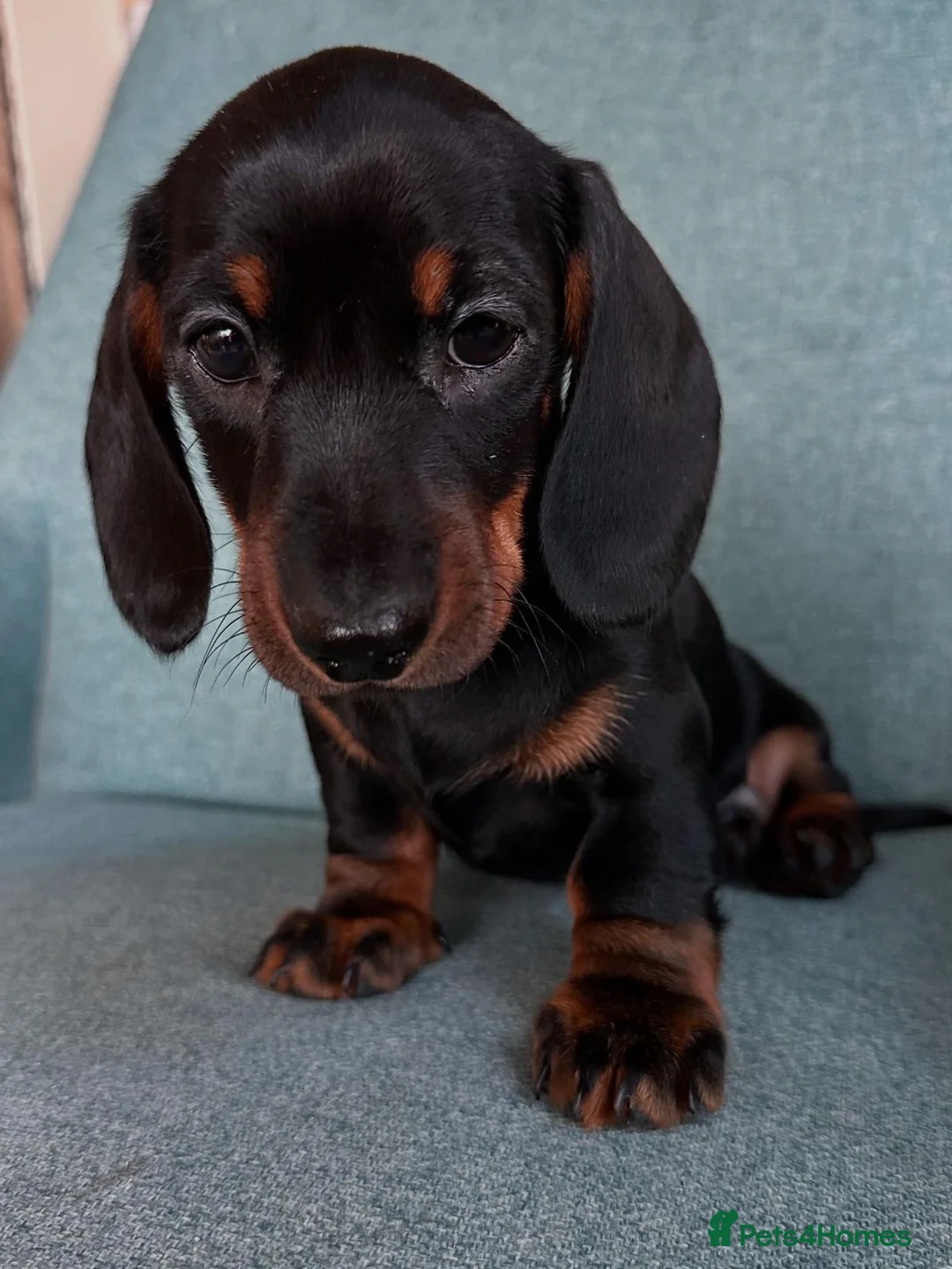 Dachshund dogs for sale: Beautiful Dachshund miniature  - Advert 6