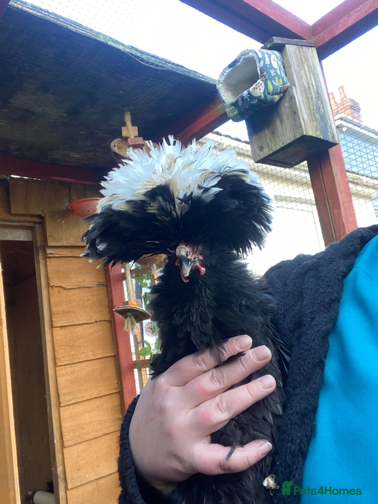 Chickens poultry Polish cockerel  - Advert 1