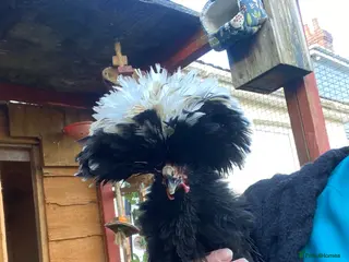 Chickens poultry Polish cockerel - Advert 15