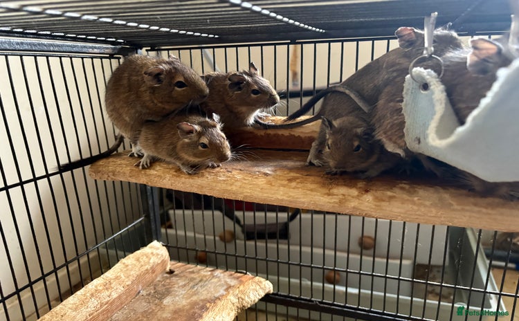 Degus rodents - Advert 3