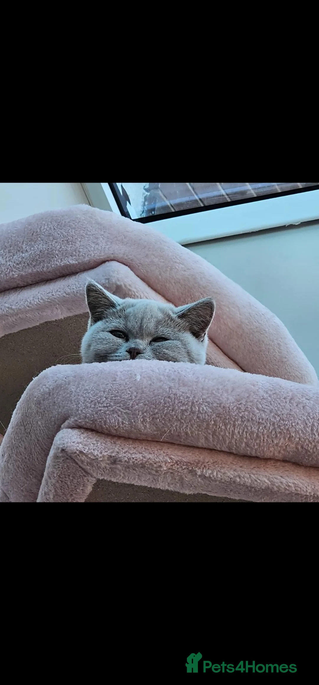 British Shorthair cats for sale: Beautiful girl GCCF registered - Advert 2