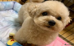 Toy Poodle dogs for sale: Cute Apricot Toy Poodle looking for a new home  - Image 5