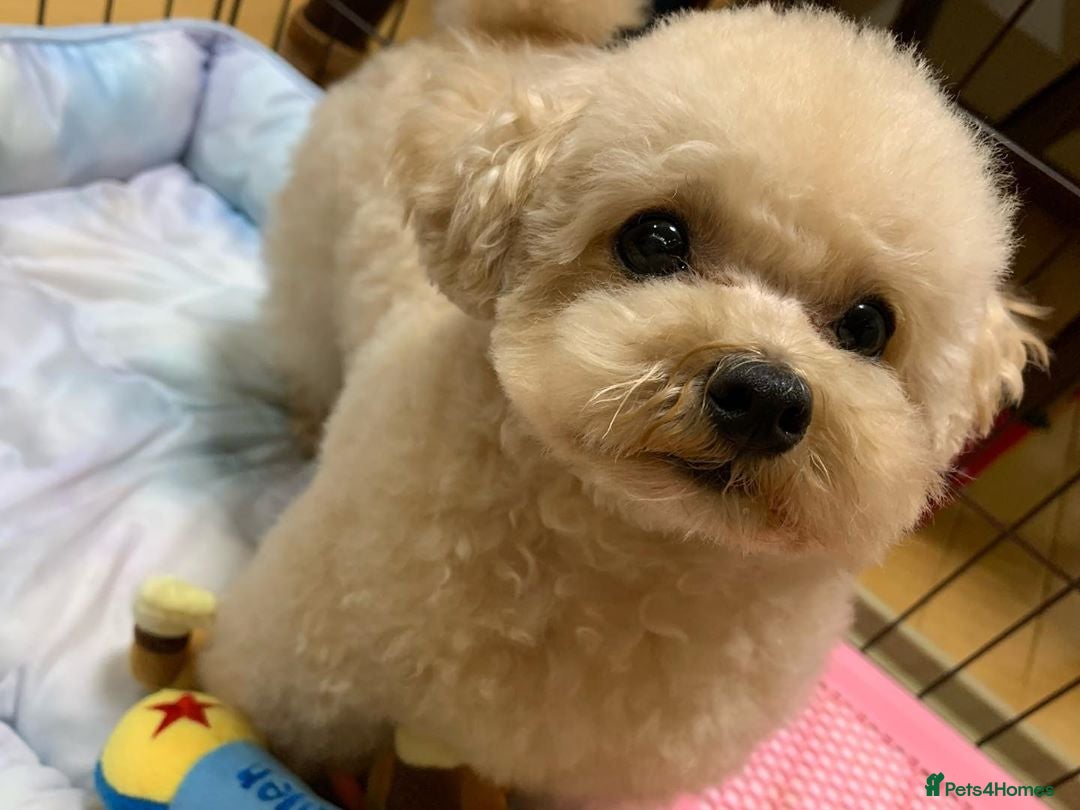 Toy Poodle dogs for sale: Cute Apricot Toy Poodle looking for a new home  - Image 5