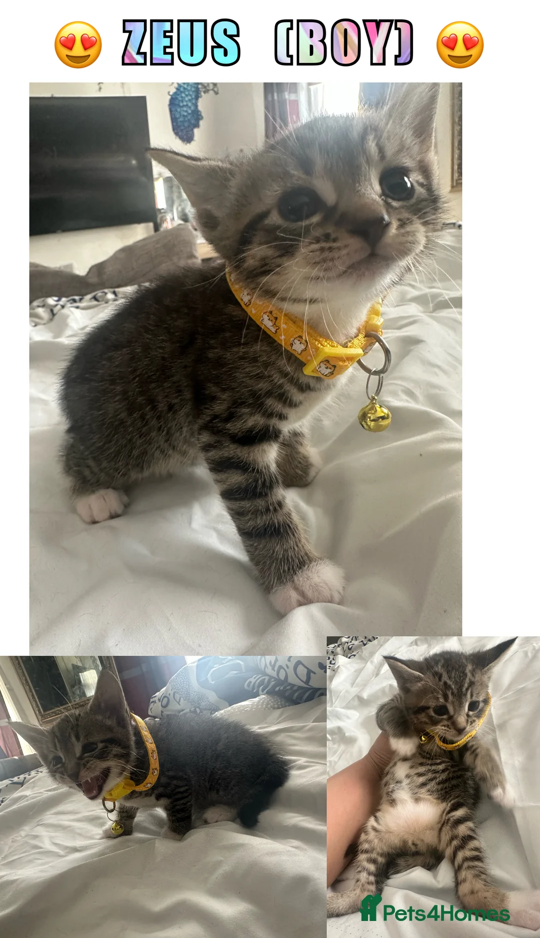 British Longhair cats for sale: 4 gorgeous playful kitten & 7 Free  ** s 🎁  in London - Advert 1