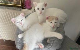 Mixed Breed cats for sale: Scottish Fold Mix with Domestic Shorthair (calico) - Image 1