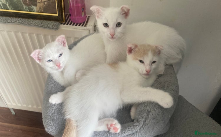Mixed Breed cats - Advert 1