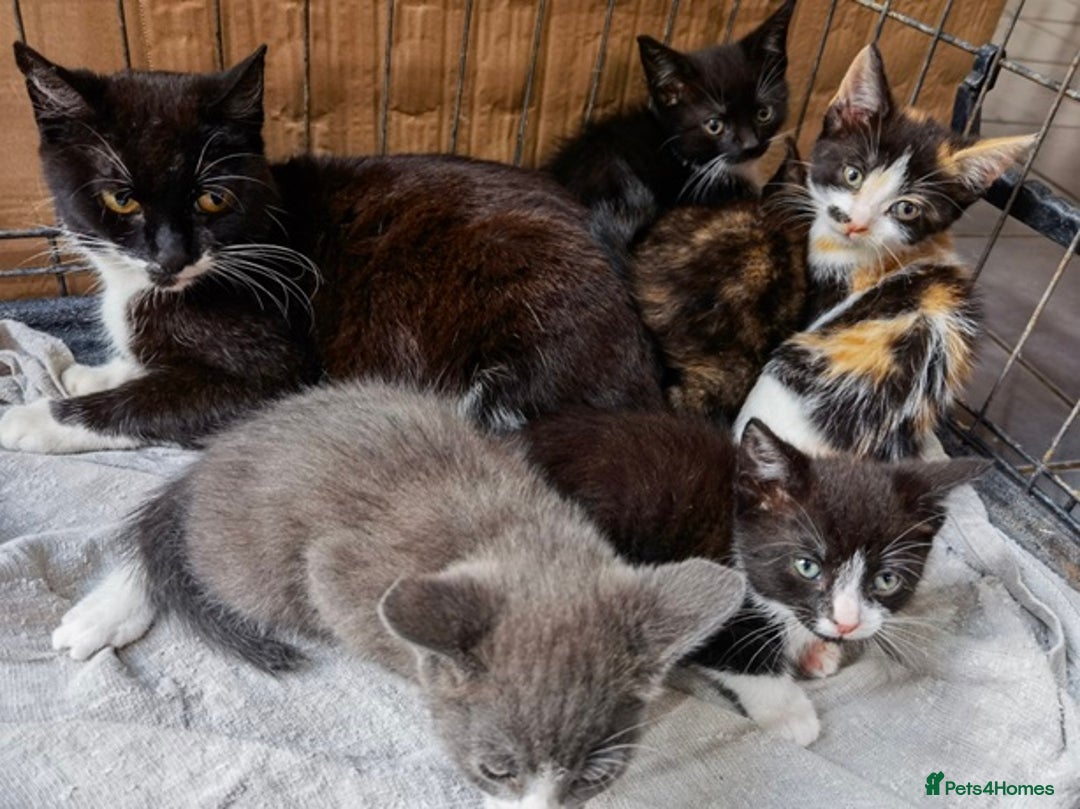 Mixed Breed cats for sale: playful lovely kittens grey torti black girls boys - Image 5