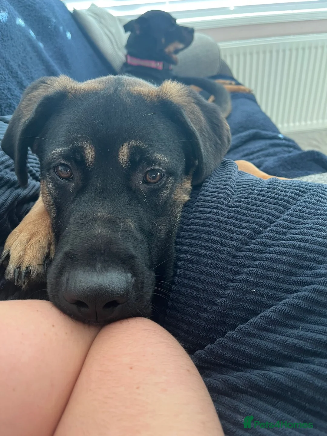 Mixed Breed dogs for sale: Louis  - Advert 1