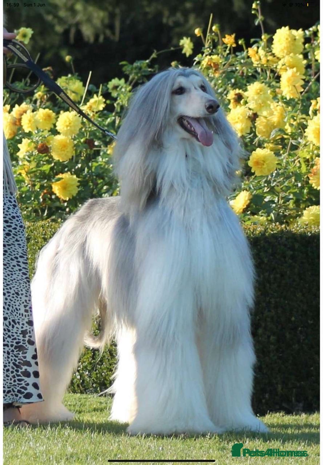 Afghan Hound dogs for sale: Afghan hound puppy  - Image 3