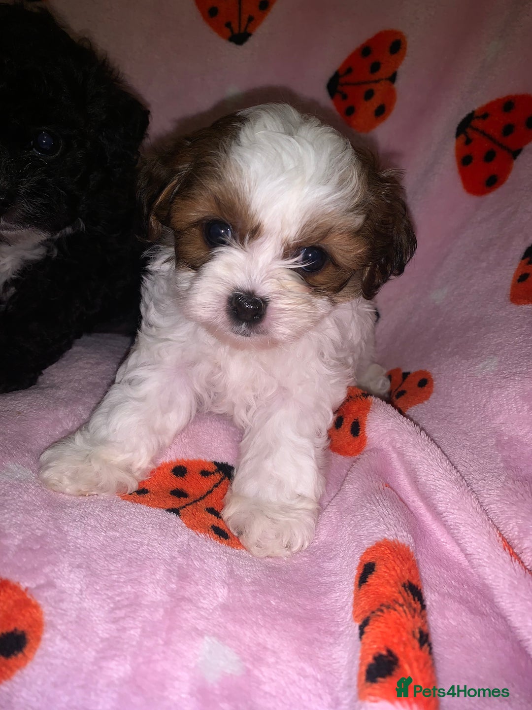 Shihpoo dogs for sale: shihpoos  - Image 2