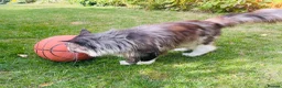 Maine Coon cats for sale: Mainecoon - Advert 6
