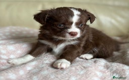 Chihuahua dogs for sale: 3 long haired Chihuahua puppies - Image 4