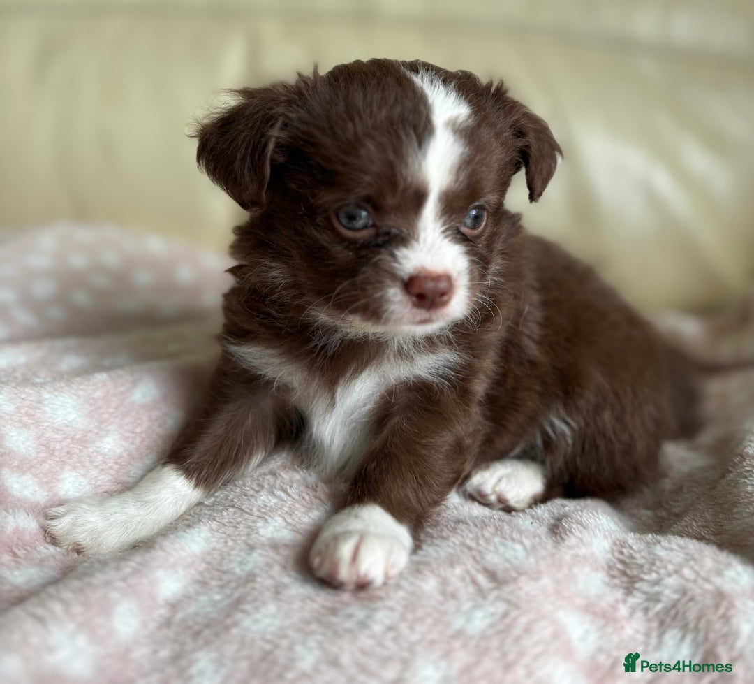 Chihuahua dogs for sale: 3 long haired Chihuahua puppies - Image 4