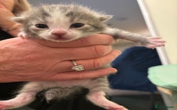 Mixed Breed cats for sale: Devon Rex x Bengal cross kittens  - Advert 13