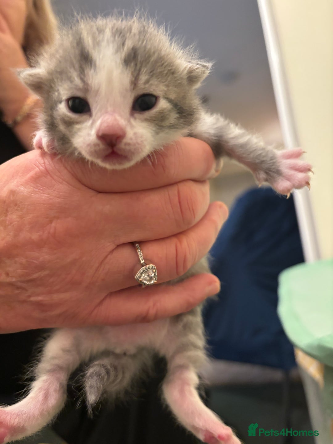 Mixed Breed cats for sale: Devon Rex x Bengal cross kittens  - Advert 13