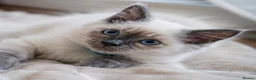 Ragdoll cats for sale: Ready now!Fully pedigree blue point kittens  - Advert 3